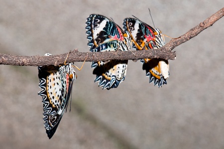 Three butterflies on grey screen, Thailand.の写真素材