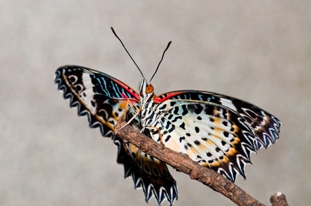 A butterflies on grey screen, Thailand.の写真素材