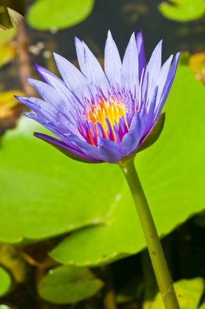 Closeup of violet lotus, Thailand.の写真素材