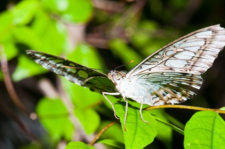 Closeup of grey butterfly, Thailand.の写真素材