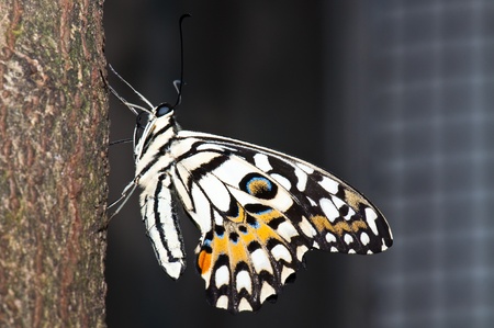 Beautiful butterfly on the tree, Thailand.の写真素材