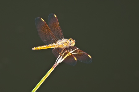 Close-up of brown dragonfly, Thailand.の写真素材