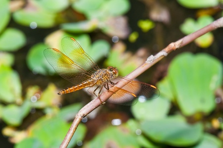 Close-up of brown dragonfly, Thailand.
