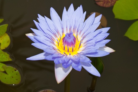 Close-up inside of beautiful violet lotus, Thailand.の写真素材