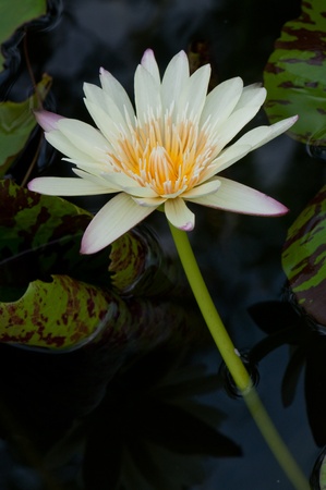 Close-up of beautiful white lotus, Thailand.の写真素材