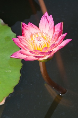 Close-up of Beautiful pink lotus, Thailand.の写真素材