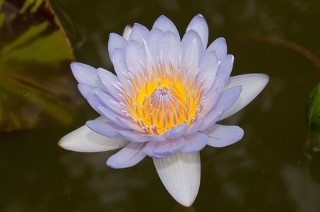 Close-up inside of beautiful violet lotus, Thailand.の写真素材