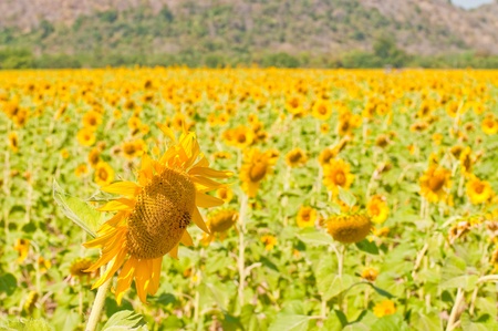 Sunflower field with mountain, Thailandの写真素材