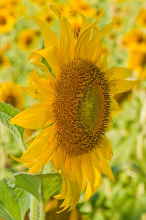 Close-up of sunflower, Thailandの写真素材