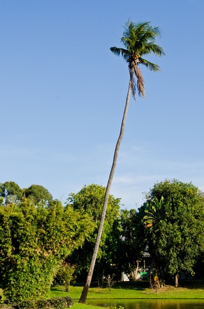 Coconut tree with blue sky, Thailand.の写真素材