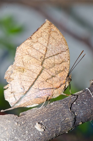 Brown butterfly on brown branch, Thailand.の写真素材