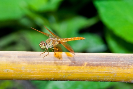 Close-up of brown dragonfly, Thailand.の写真素材