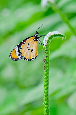 Orange butterfly on flower, Thailand.の写真素材