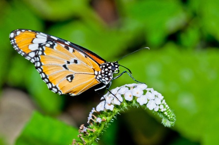 Orange butterfly on flower, Thailand.の写真素材