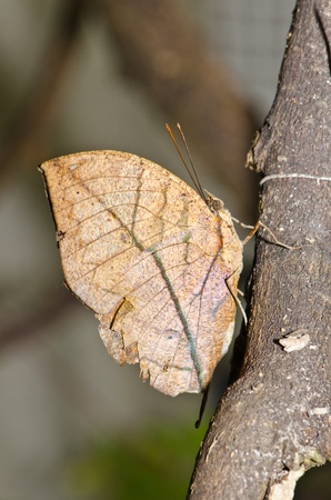 Brown butterfly on brown branch, Thailand.の写真素材