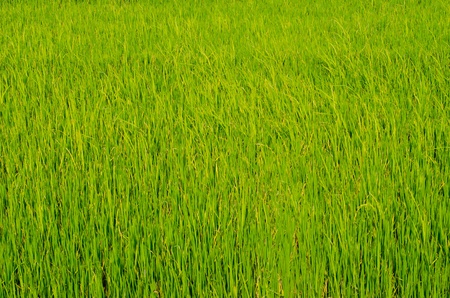 Rice field, Thailand.の写真素材
