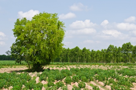 Green field with blue sky, Thailand.の写真素材