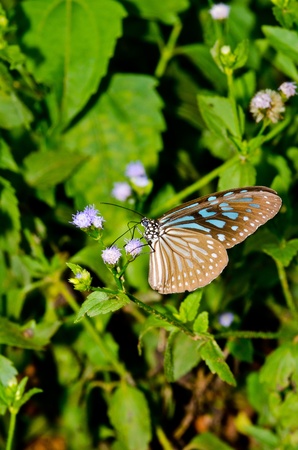 Brown butterfly in Pang Si-Da National Park, Sakaeo, Thilandの写真素材