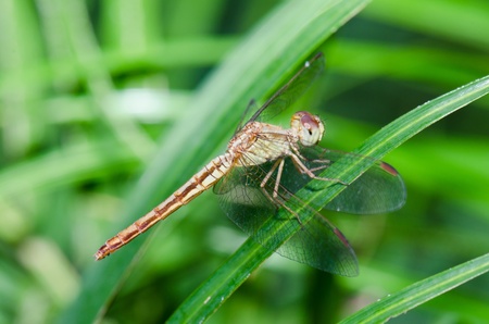 Close-up dragonfly on green background, Thailand.