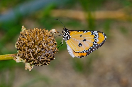 A orange butterfly on flower, Thailand 
