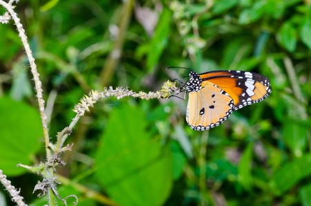 A orange butterfly on green backgroud, Thailand の写真素材