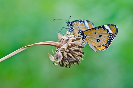 Two orange butterflies on green backgroud, Thailand の写真素材