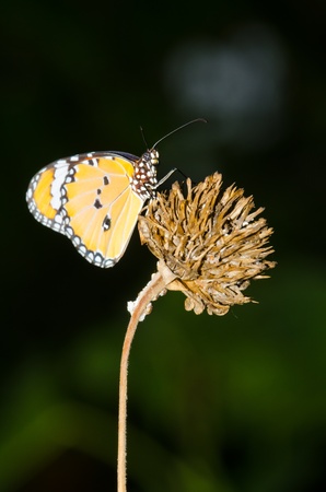 A orange butterfly on dry flower, Thailand.の写真素材