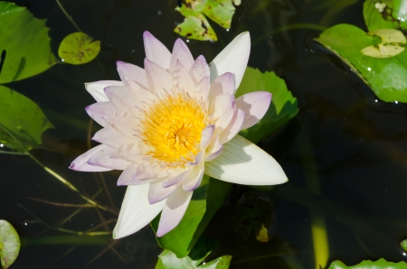 Close-up inside of beautiful white lotus, Thailand.の写真素材