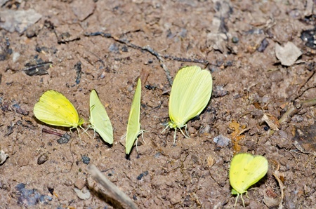 Group of yellow butterflies on sand floor, Thailand.の写真素材