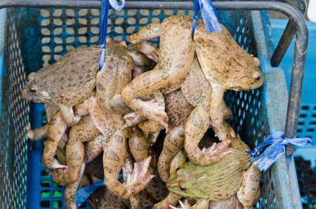 Group of frog at the market, Thailand の写真素材