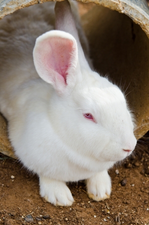 White rabbit in the pipe, Thailand.の写真素材