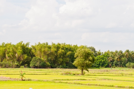 Green field in the country, Thailand.の写真素材