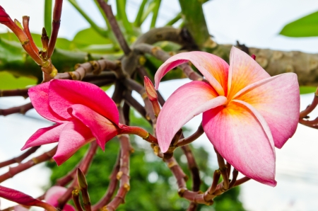 Close-up of beautiful pink plumeria , Thailand.の写真素材