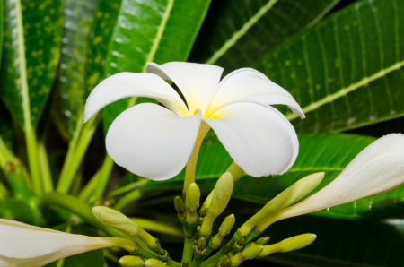 Close-up of beautiful white plumeria, Thailand.の写真素材