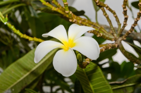 Close-up of beautiful white plumeria, Thailand.の写真素材
