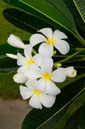 Close-up of beautiful white plumeria, Thailand.の写真素材