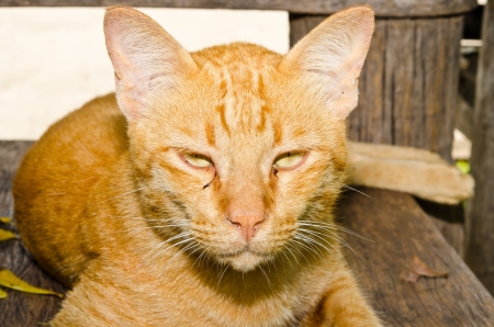 Portrait of Thai cat, Thailand.の写真素材