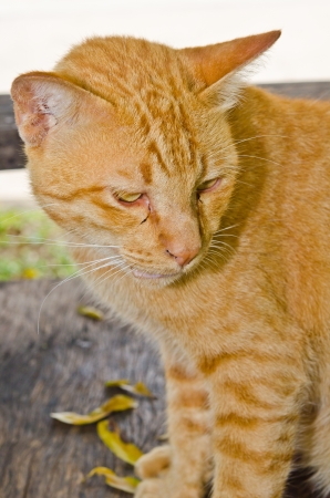 Portrait of Thai cat, Thailand.の写真素材