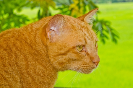 Head shot of Thai cat on green background, Thailand の写真素材