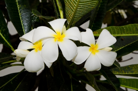 Close-up of beautiful white plumeria, Thailand の写真素材