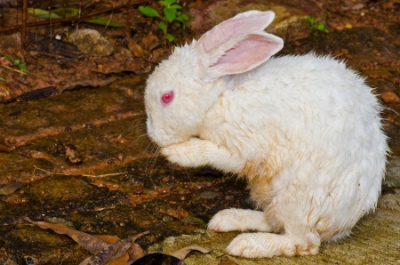 White rabbit in the forest, Thailand の写真素材