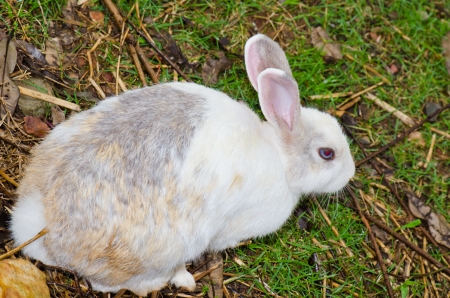 White rabbit in the forest, Thailand の写真素材