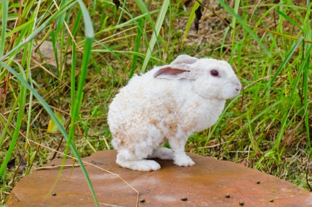 White rabbit on the stone in the forest, Thailand の写真素材