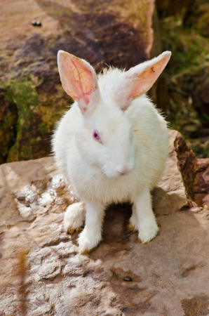White rabbit on the stone in the forest, Thailand の写真素材