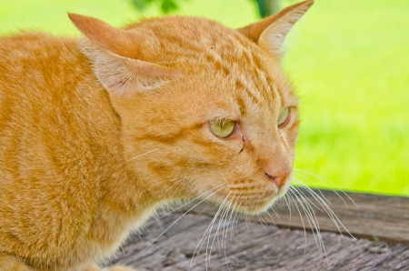 Head shot of Thai cat on green background, Thailand.の写真素材