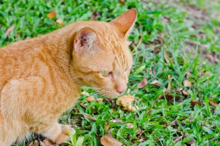 Portrait of Thai cat, Thailand.の写真素材