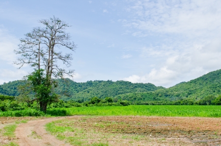 Tree with mountain and blue sky, Thailand.の写真素材