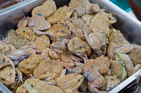 Group of frog at the market, Thailand の写真素材