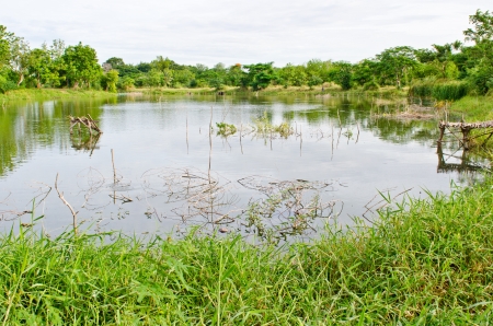 Lake in public park, Thailand の写真素材