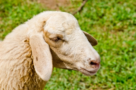 Head of brown sheep, Thailand.の写真素材